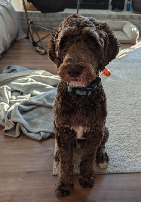 Elizabeth Vandivert's chocolate Australian Labradoodle from Blessed Day Doodles